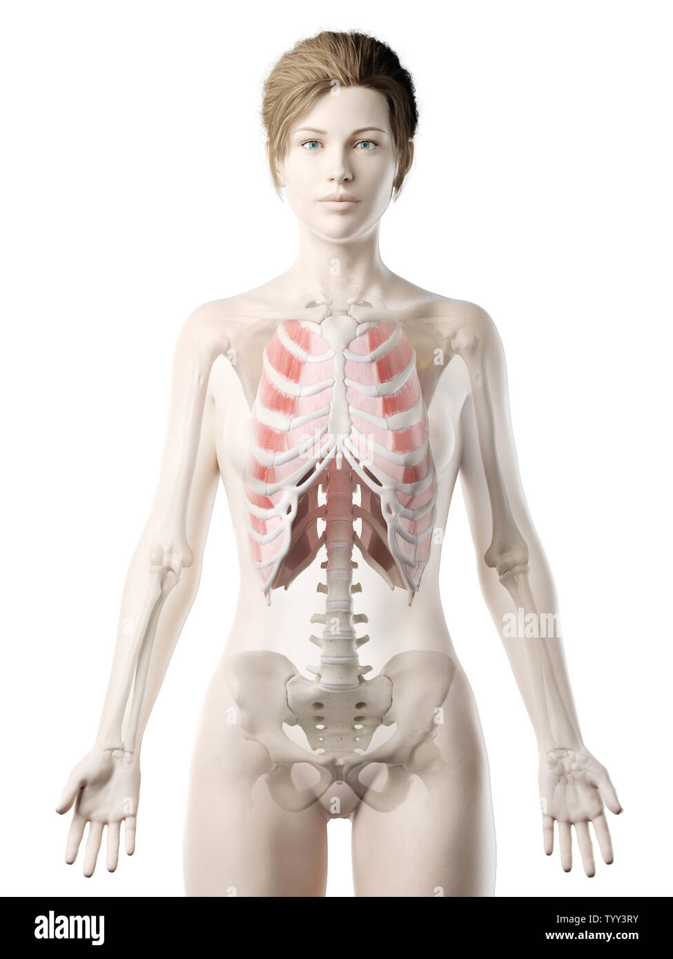 3D-gerenderte Medizinisch genaue Abbildung eines womans Äußeren Interkostalen Stockfoto