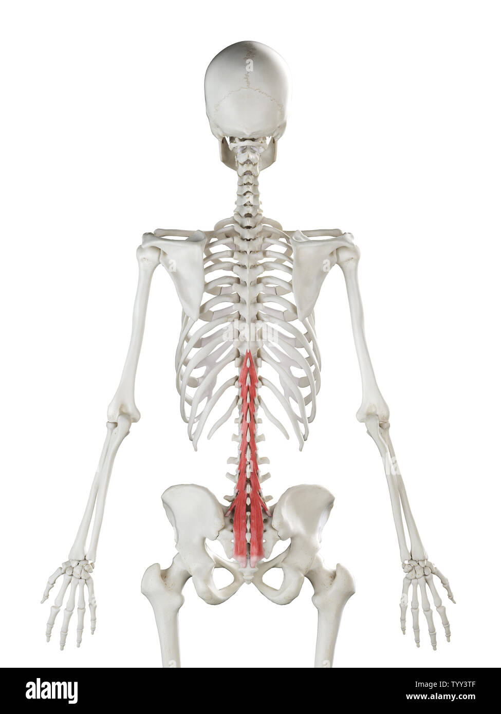 3D-gerenderte Medizinisch genaue Abbildung eines womans Multifidus Stockfoto