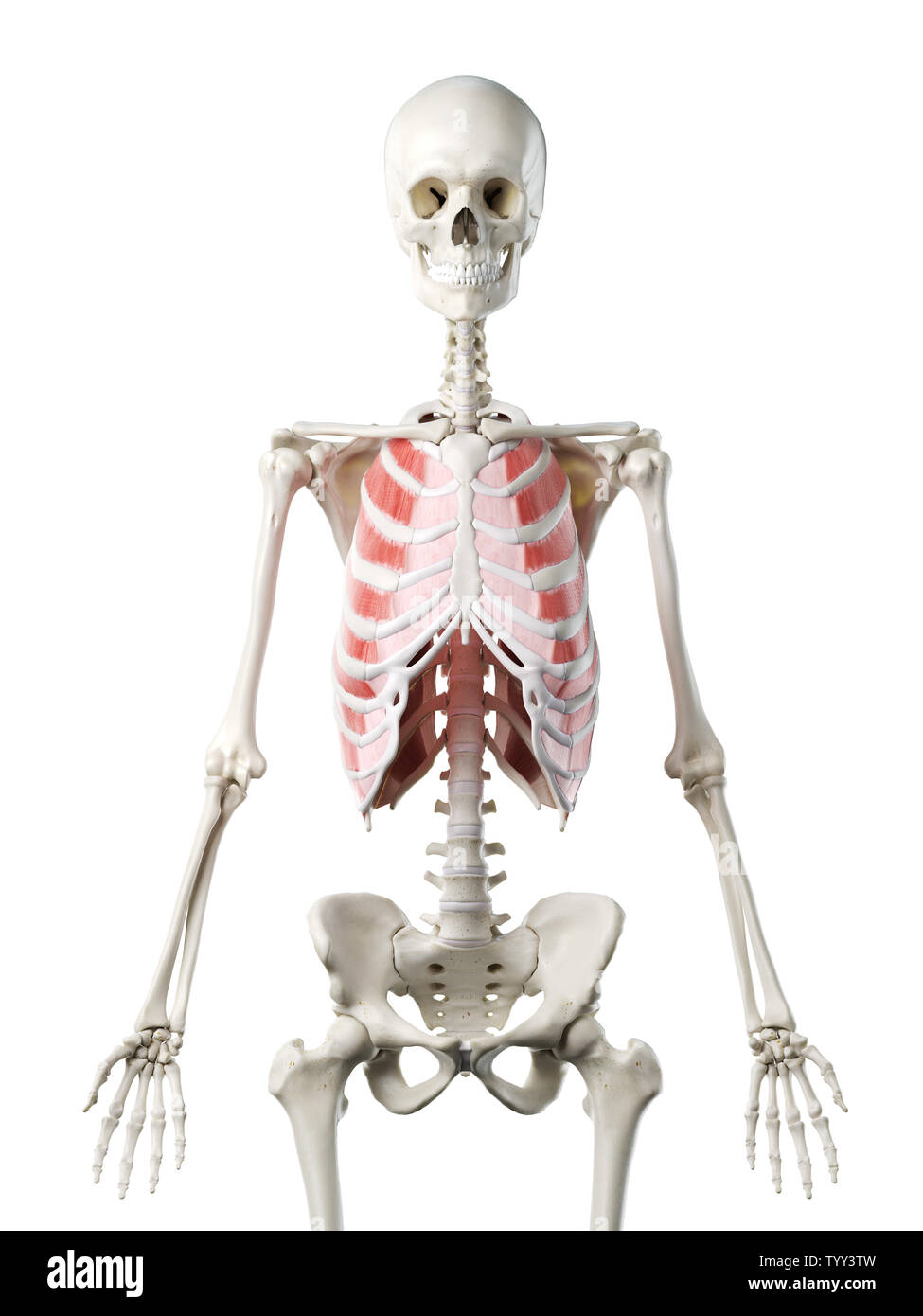 3D-gerenderte Medizinisch genaue Abbildung eines womans Äußeren Interkostalen Stockfoto