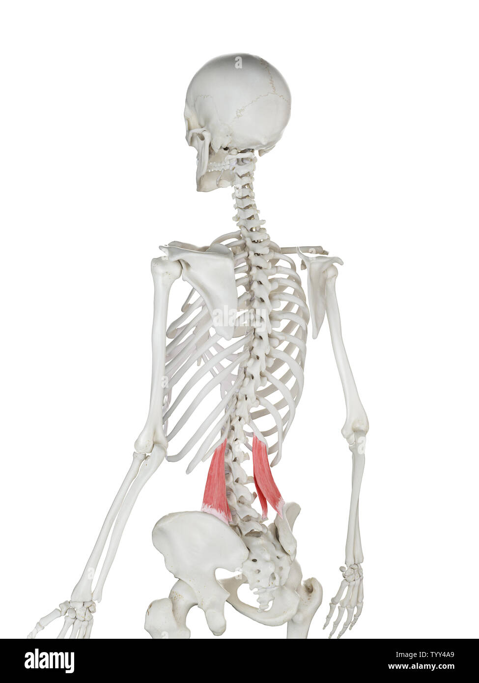 3D-gerenderte Medizinisch genaue Abbildung eines womans quadratus lumborum Stockfoto