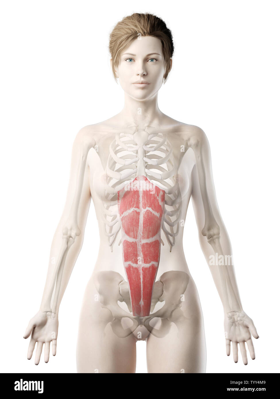 3D-gerenderte Medizinisch genaue Abbildung eines womans Bauchmuskel, gerade Stockfoto