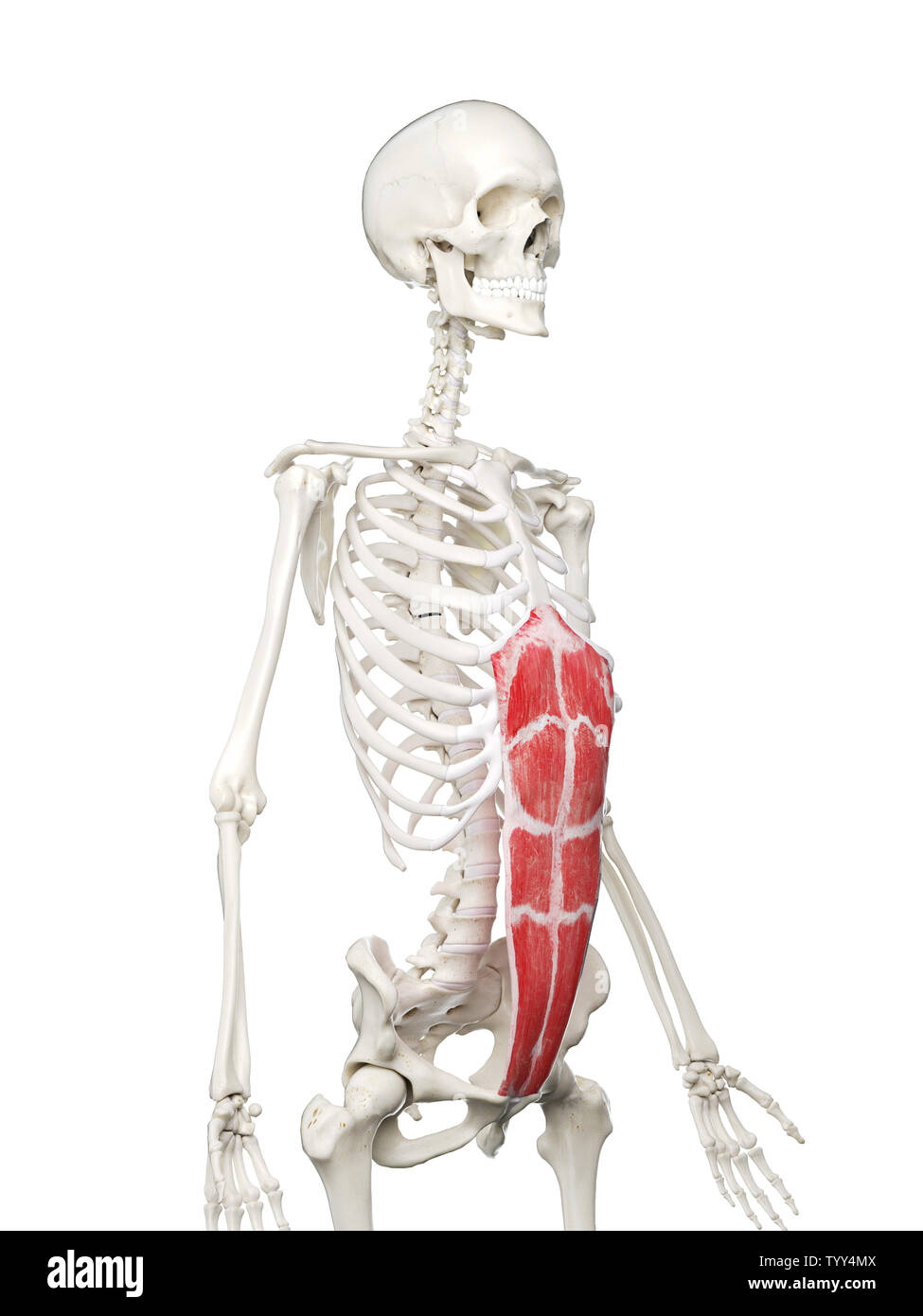 3D-gerenderte Medizinisch genaue Abbildung eines womans Bauchmuskel, gerade Stockfoto