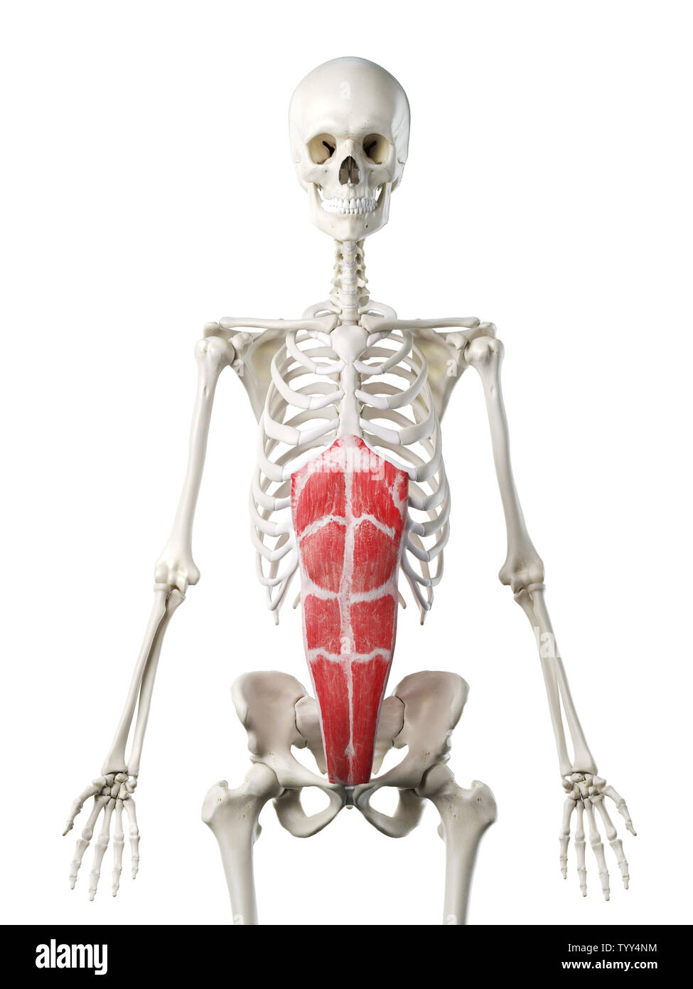 3D-gerenderte Medizinisch genaue Abbildung eines womans Bauchmuskel, gerade Stockfoto