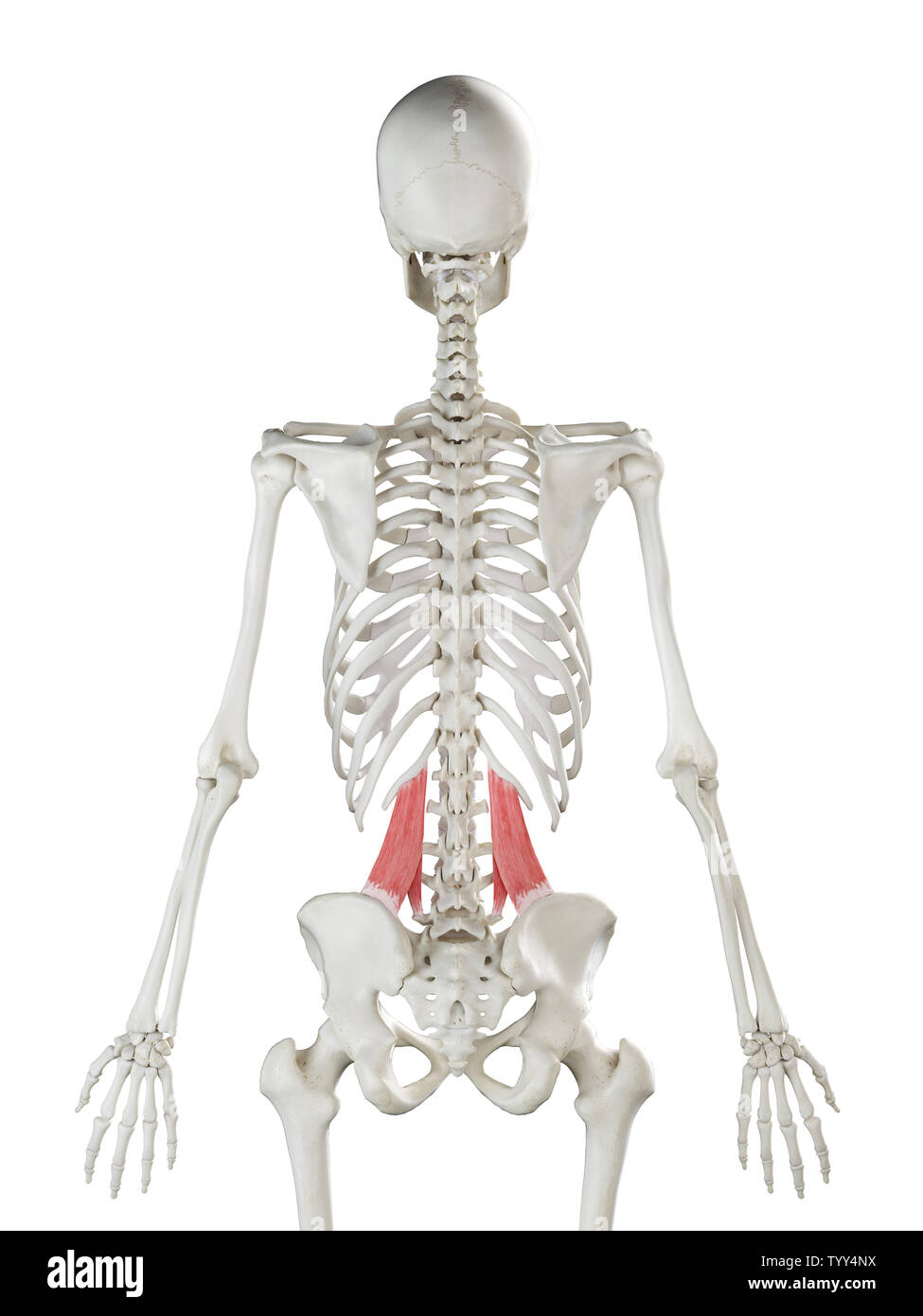 3D-gerenderte Medizinisch genaue Abbildung eines womans quadratus lumborum Stockfoto