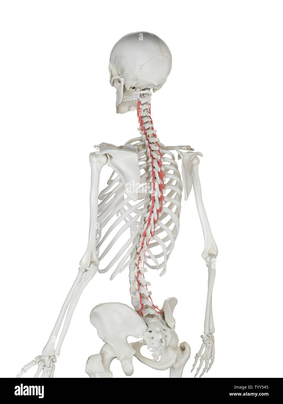 3D-gerenderte Medizinisch genaue Abbildung eines womans Rotatores Stockfoto