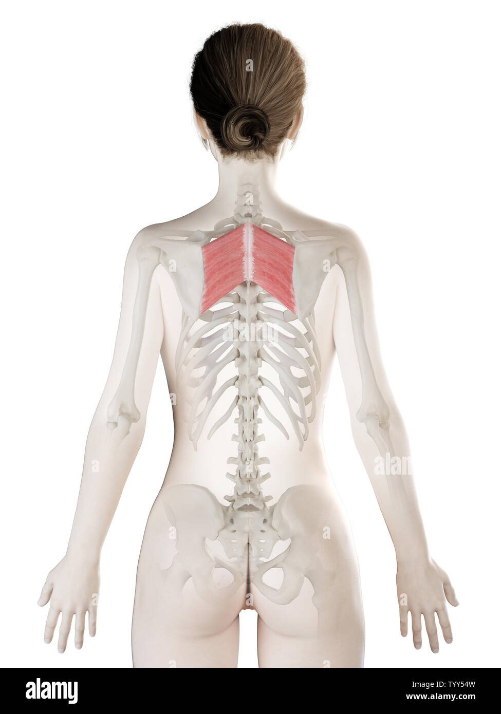 3D-gerenderte Medizinisch genaue Abbildung eines womans Rhombischen Major Stockfoto