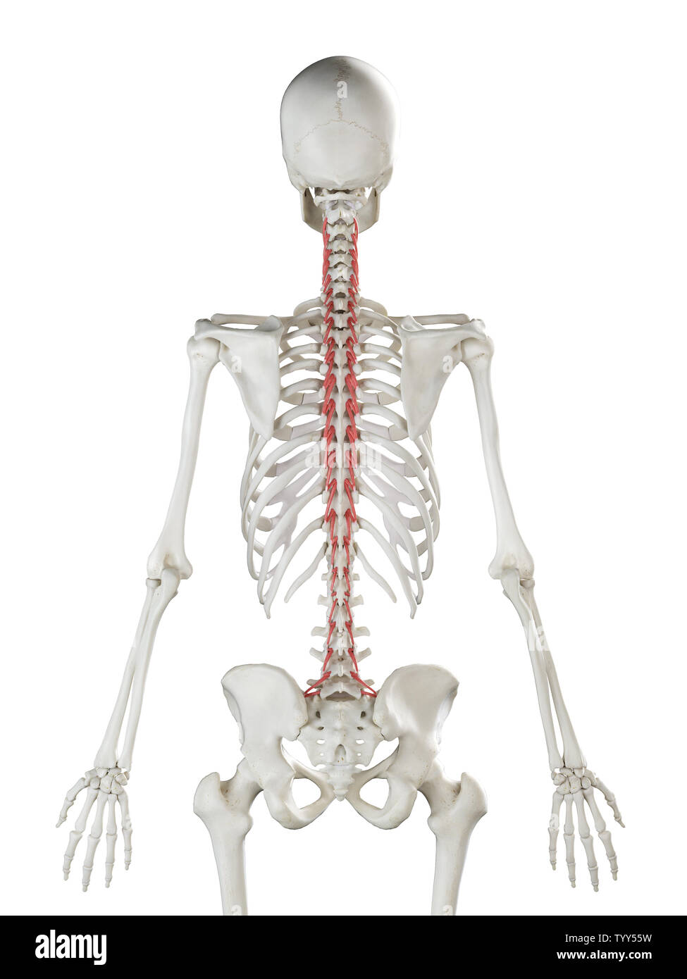 3D-gerenderte Medizinisch genaue Abbildung eines womans Rotatores Stockfoto