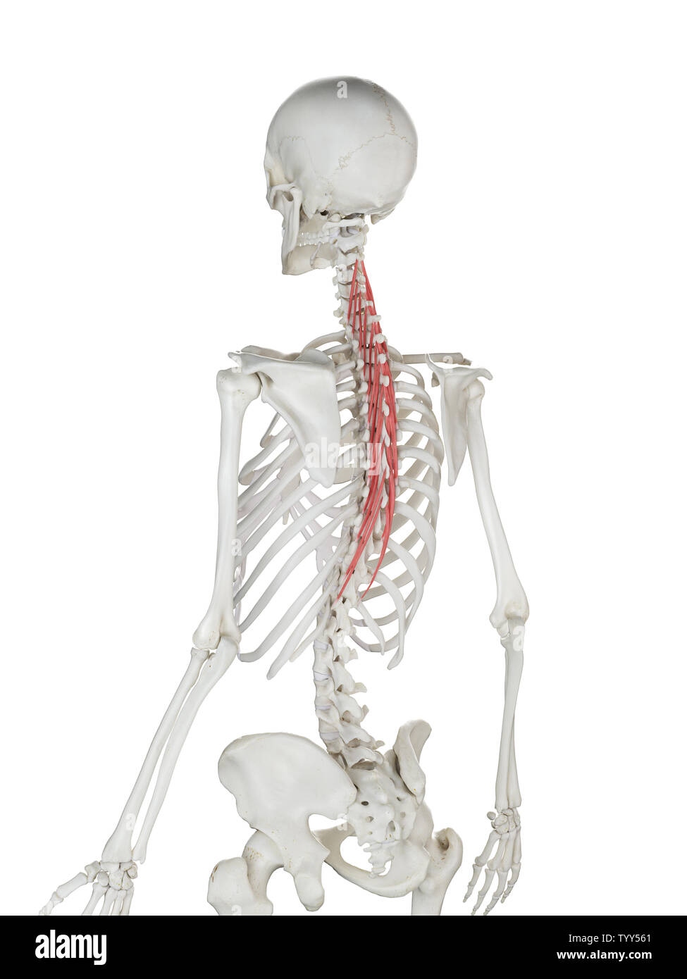 3D-gerenderte Medizinisch genaue Abbildung eines womans Semispinalis Thoracis Stockfoto