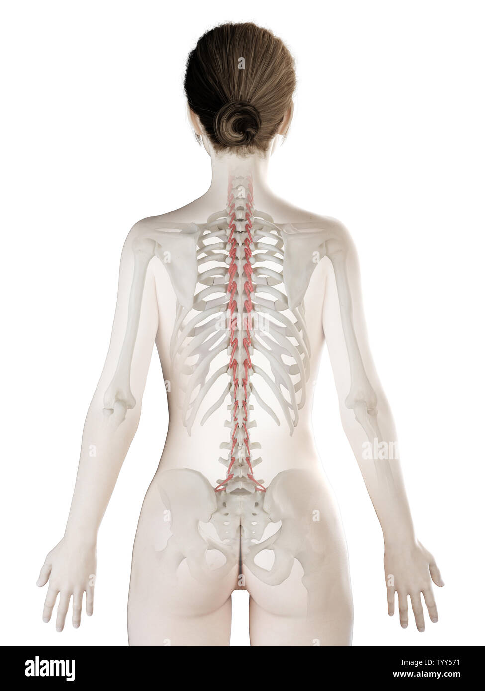 3D-gerenderte Medizinisch genaue Abbildung eines womans Rotatores Stockfoto