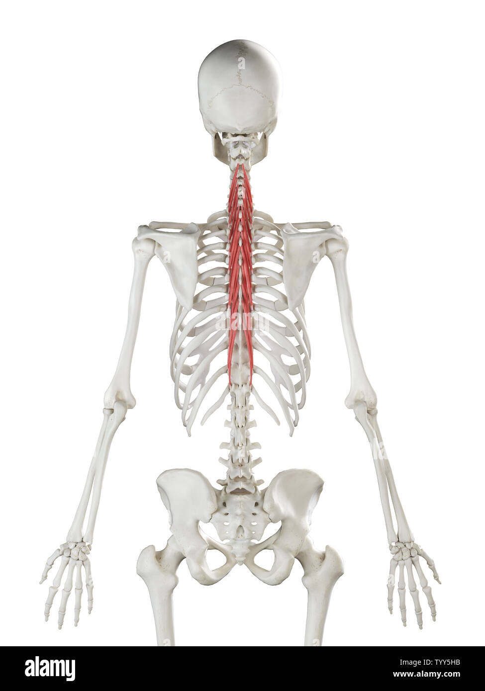 3D-gerenderte Medizinisch genaue Abbildung eines womans Semispinalis Thoracis Stockfoto