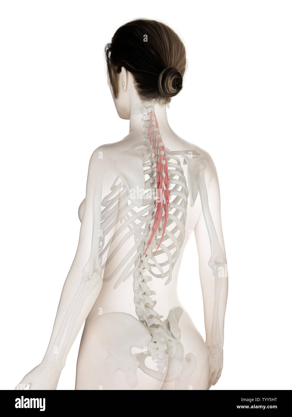 3D-gerenderte Medizinisch genaue Abbildung eines womans Semispinalis Thoracis Stockfoto