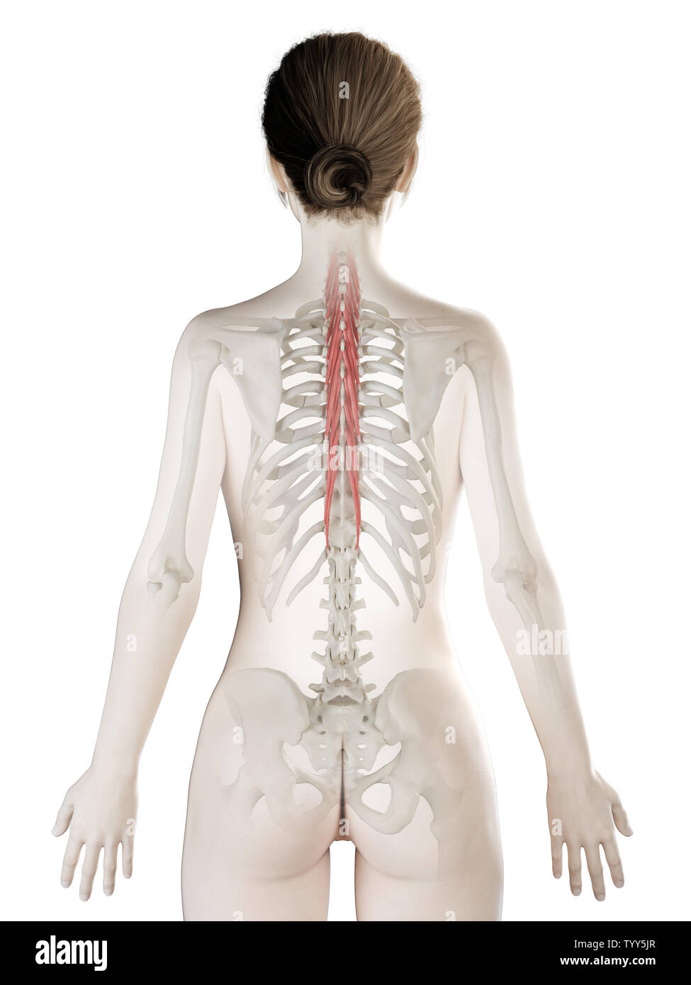 3D-gerenderte Medizinisch genaue Abbildung eines womans Semispinalis Thoracis Stockfoto