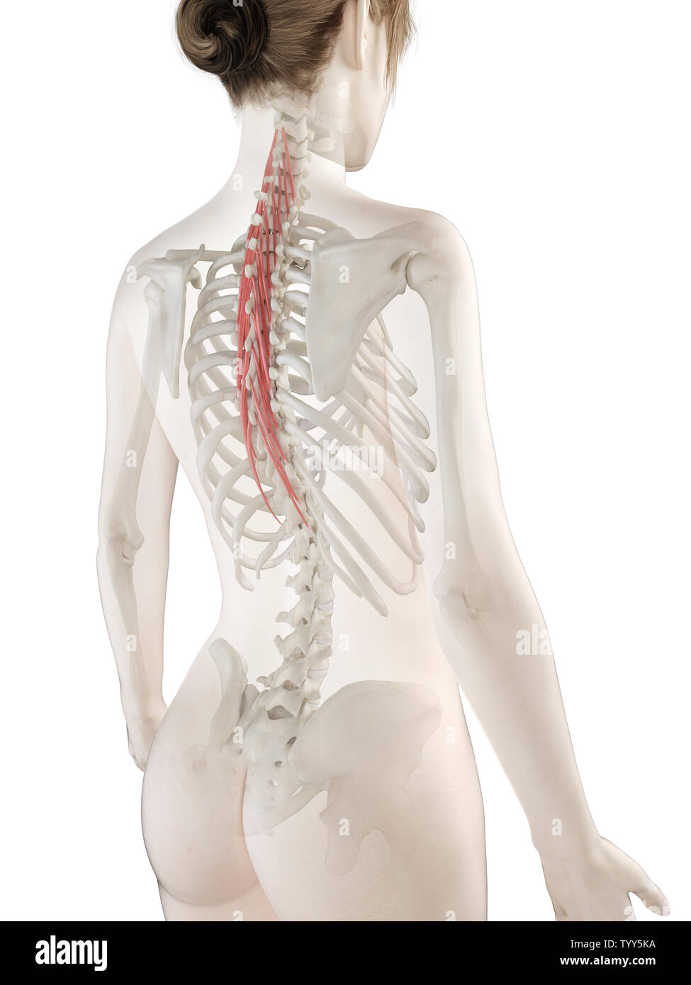 3D-gerenderte Medizinisch genaue Abbildung eines womans Semispinalis Thoracis Stockfoto
