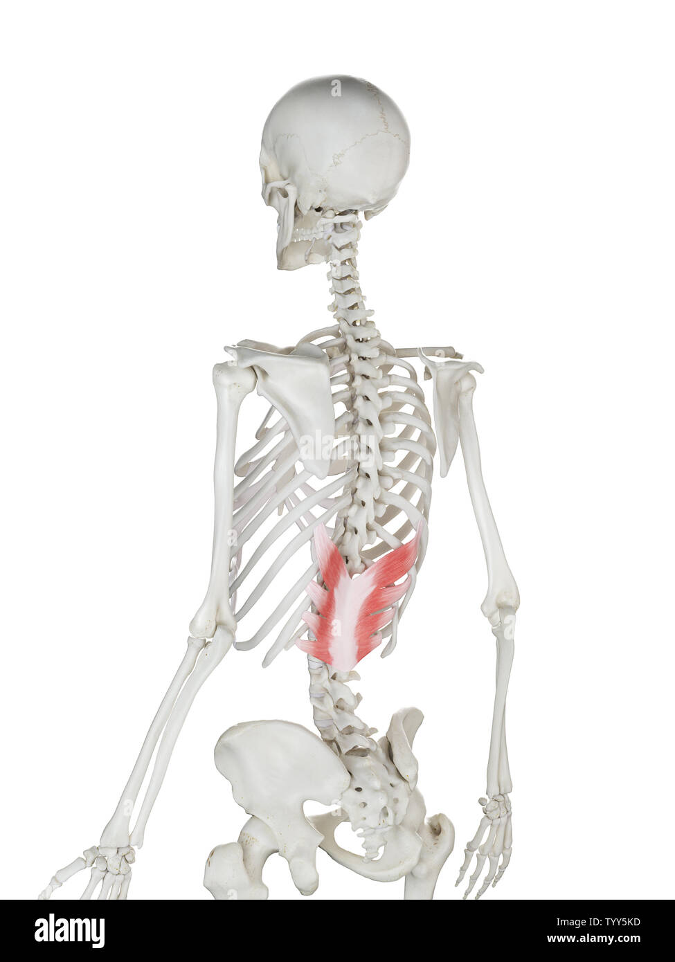 3D-gerenderte Medizinisch genaue Abbildung eines womans Serratus Posterior Inferior Stockfoto