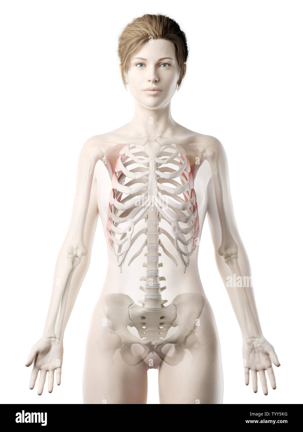 3D-gerenderte Medizinisch genaue Abbildung eines womans Serratus Anterior Stockfoto