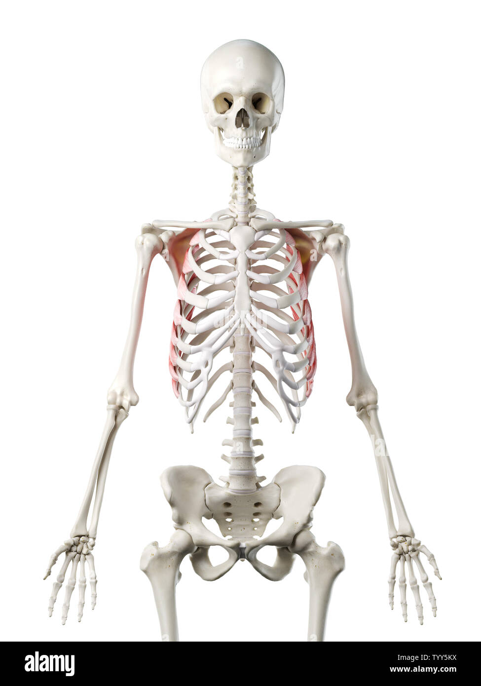 3D-gerenderte Medizinisch genaue Abbildung eines womans Serratus Anterior Stockfoto