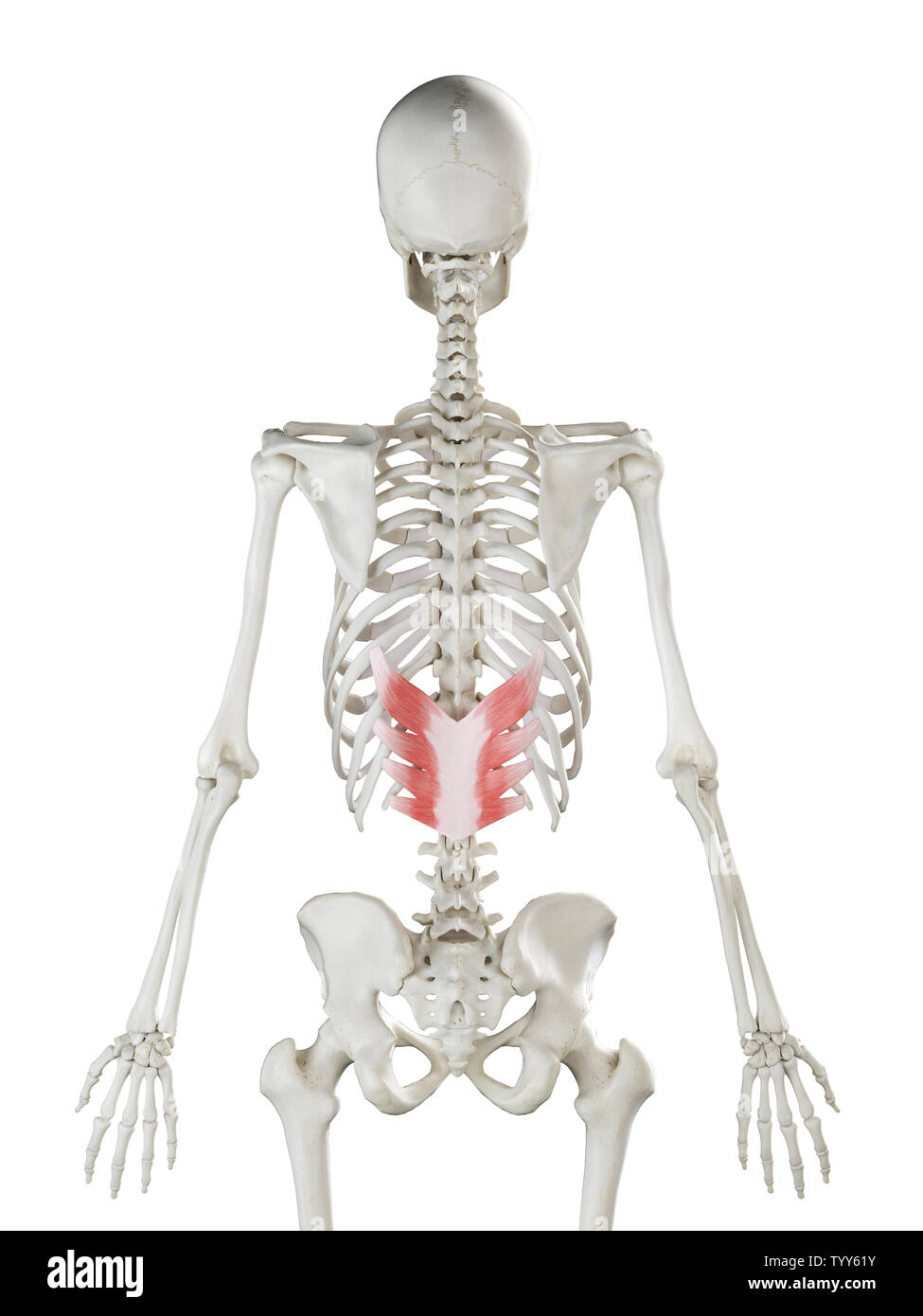 3D-gerenderte Medizinisch genaue Abbildung eines womans Serratus Posterior Inferior Stockfoto