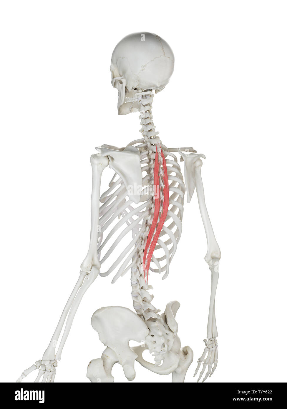 3D-gerenderte Medizinisch genaue Abbildung eines womans Spinalis Thoracis Stockfoto