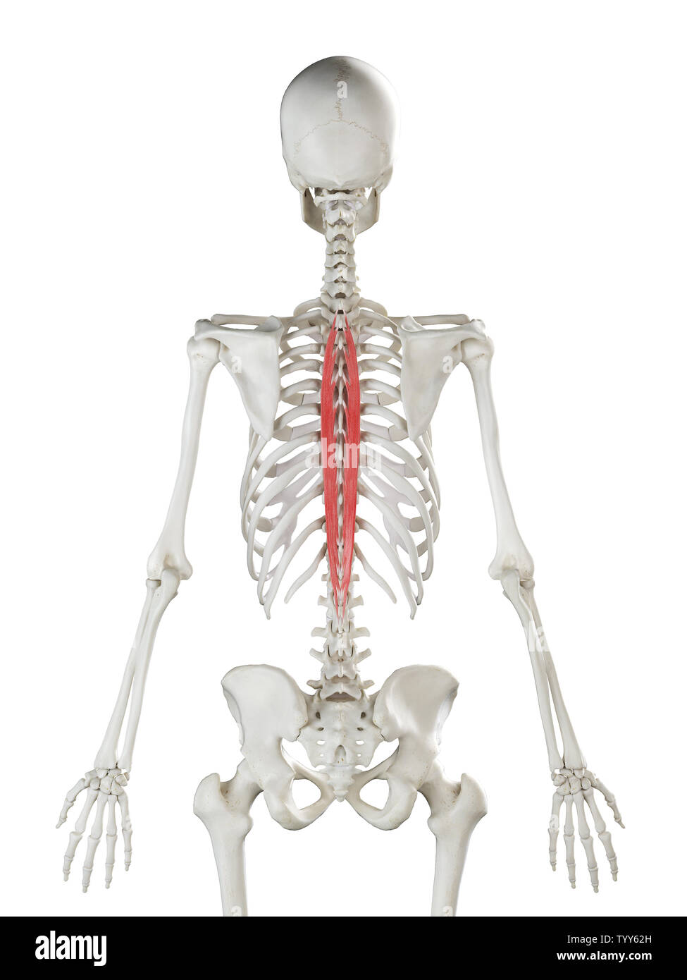 3D-gerenderte Medizinisch genaue Abbildung eines womans Spinalis Thoracis Stockfoto