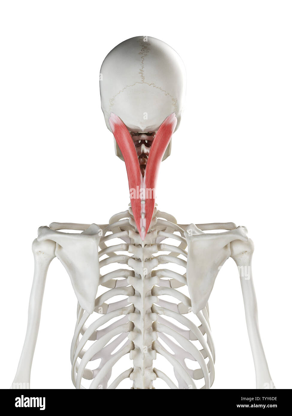 3D-gerenderte Medizinisch genaue Abbildung eines womans Splenius Capitis Stockfoto
