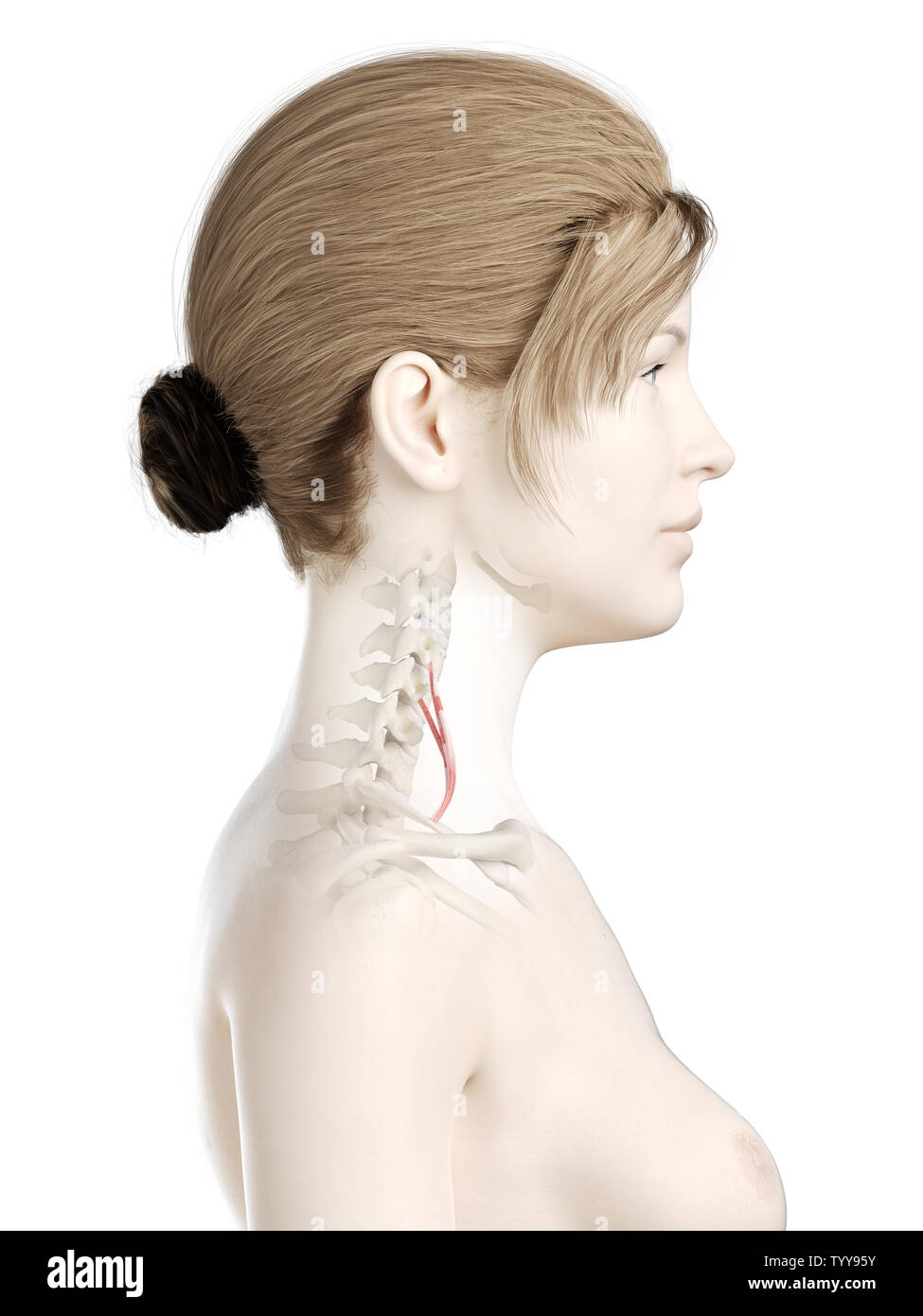 3D-gerenderte Medizinisch genaue Abbildung eines womans anterior scalene Muskel Stockfoto