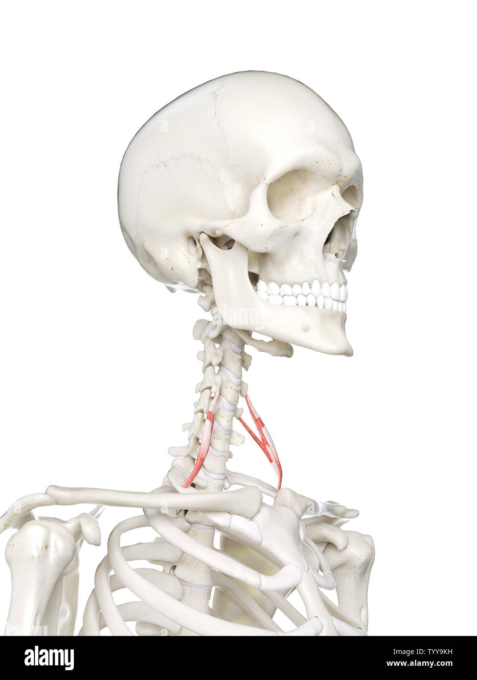 3D-gerenderte Medizinisch genaue Abbildung eines Weibchen anterior scalene Stockfoto