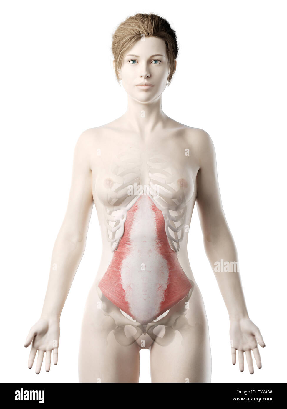 3D-gerenderte Medizinisch genaue Abbildung eines womans Transversus Trizeps Stockfoto