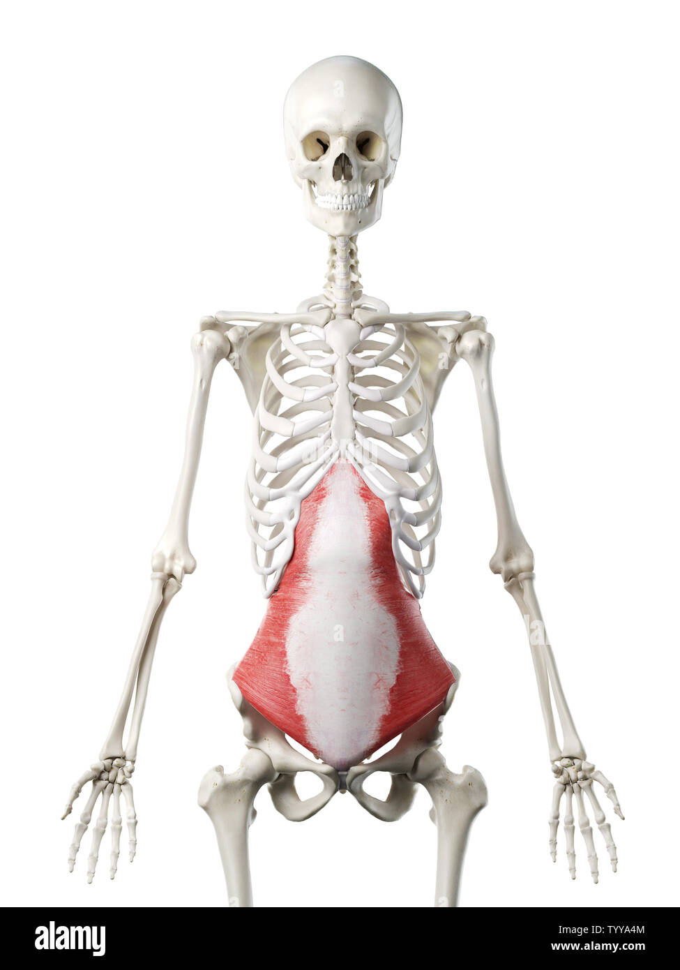 3D-gerenderte Medizinisch genaue Abbildung eines womans Transversus Trizeps Stockfoto