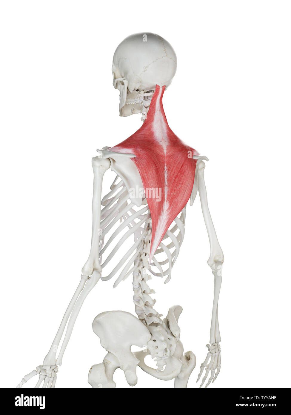 3D-gerenderte Medizinisch genaue Abbildung eines womans Trapezius Stockfoto