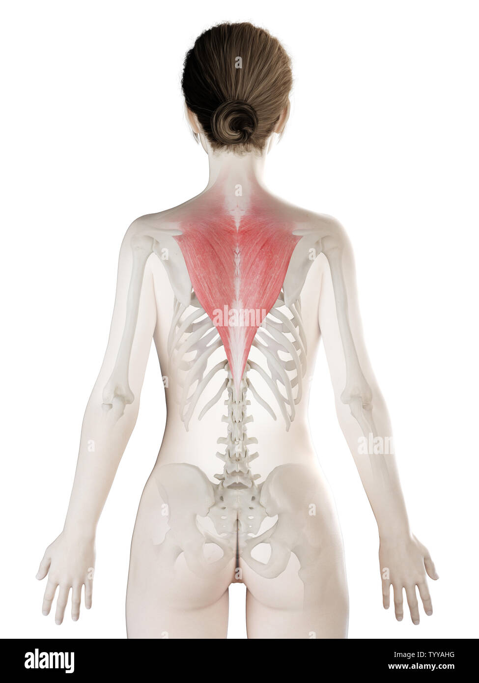 3D-gerenderte Medizinisch genaue Abbildung eines womans Trapezius Stockfoto
