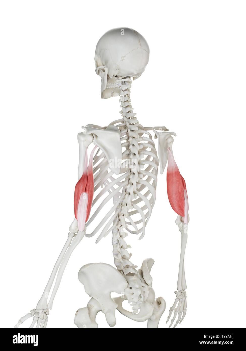 3D-gerenderte Medizinisch genaue Abbildung eines womans Trizeps Stockfoto