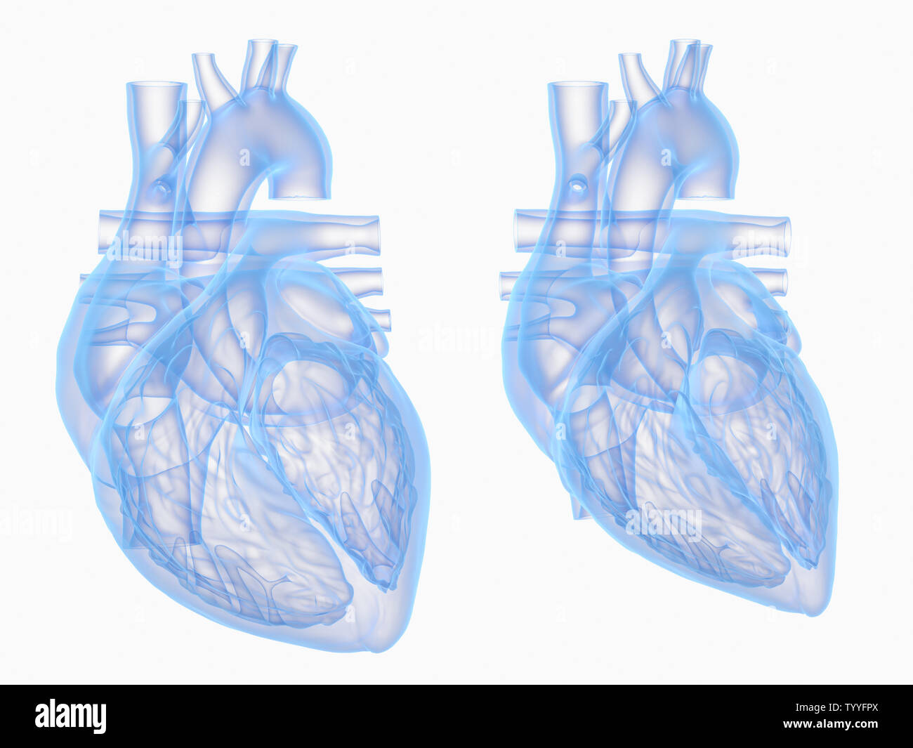 3D-gerenderte medizinisch genauen Abbildung des Herzens in der Diastole und Systole Stockfoto