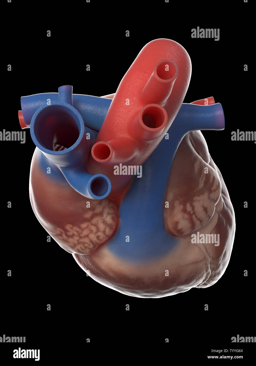 3D-gerenderte medizinisch genauen Abbildung des menschlichen Herzens Anatomie Stockfoto