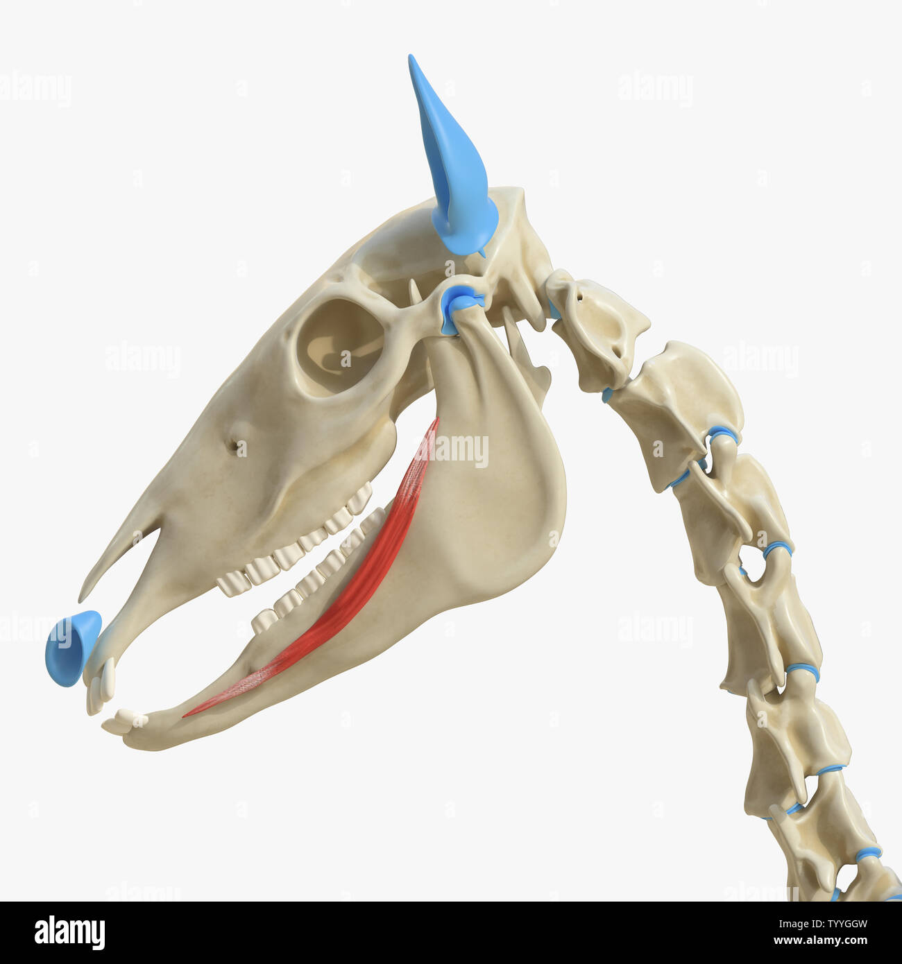 3D-gerenderte Medizinisch genaue Abbildung der Equine Muskel Anatomie - depressor Labii Inferioris Stockfoto