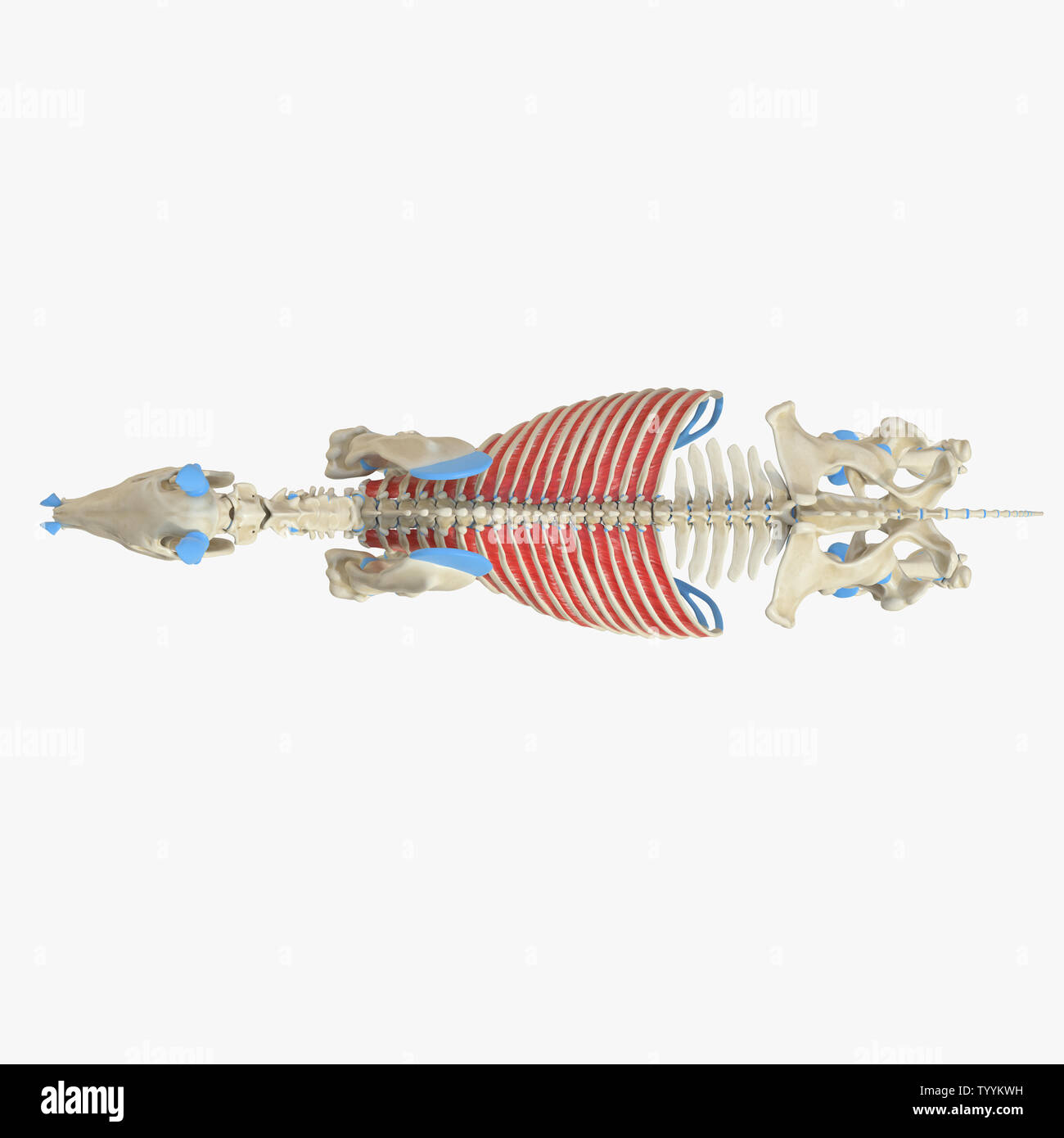 3D-gerenderte Medizinisch genaue Abbildung der Equine Muskel Anatomie - Intercostales Externi Stockfoto
