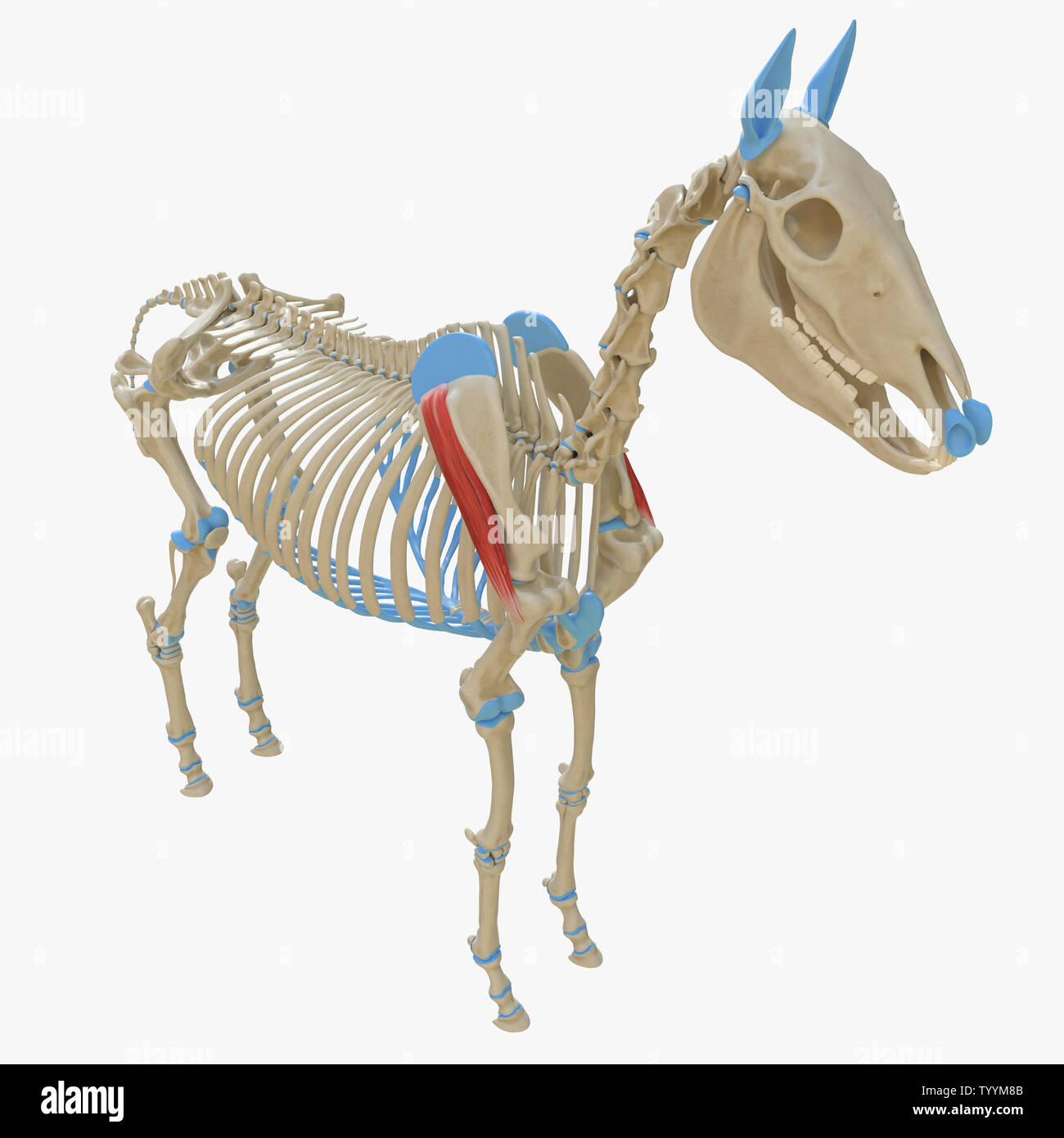 3D-gerenderte Medizinisch genaue Abbildung der Equine Muskel Anatomie - untergrätenmuskel Stockfoto