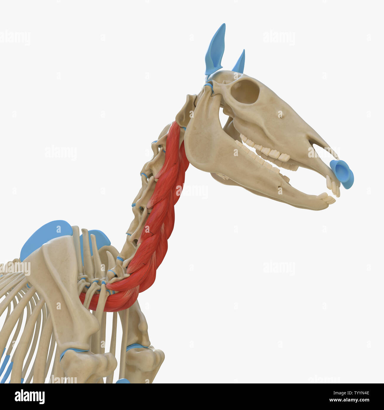 3D-gerenderte Medizinisch genaue Abbildung der Equine Muskel Anatomie - Longus Colli Stockfoto