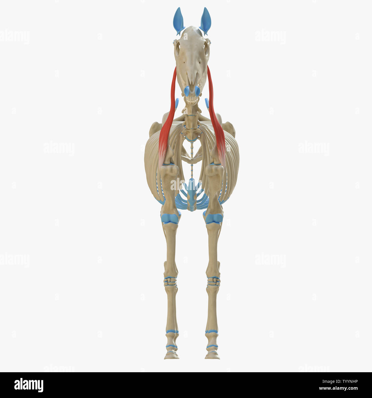 3D-gerenderte Medizinisch genaue Abbildung der Equine Muskel Anatomie - Omotransversarius Stockfoto