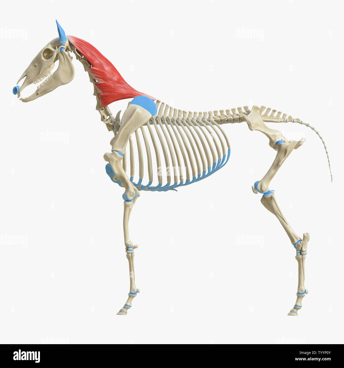 3D-gerenderte Medizinisch genaue Abbildung der Equine Muskel Anatomie - Splenius Stockfoto