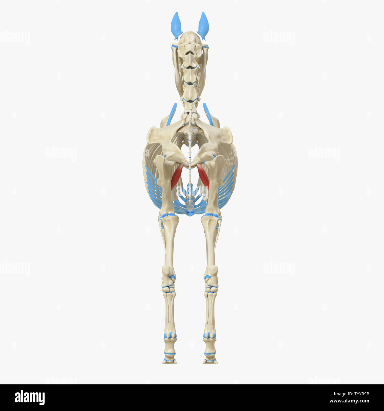 3D-gerenderte Medizinisch genaue Abbildung der Equine Muskel Anatomie - Pectineus Stockfoto