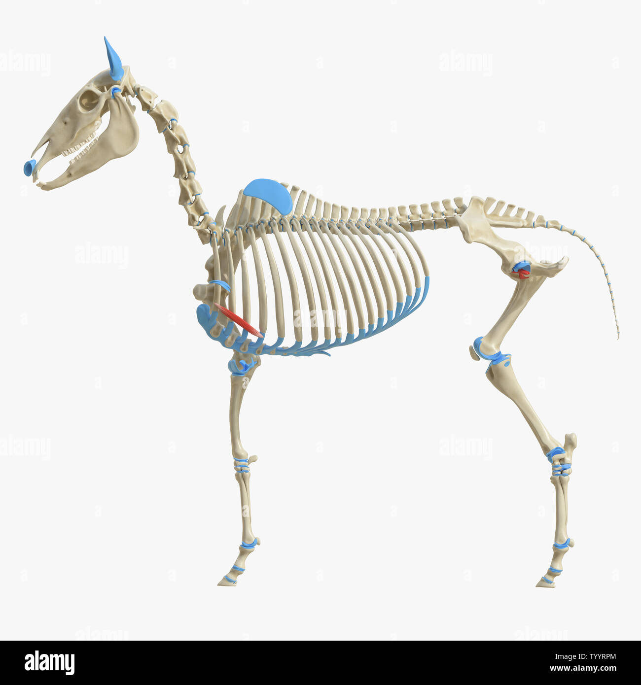 3D-gerenderte Medizinisch genaue Abbildung der Equine Muskel Anatomie - Rectus Thoracis Stockfoto