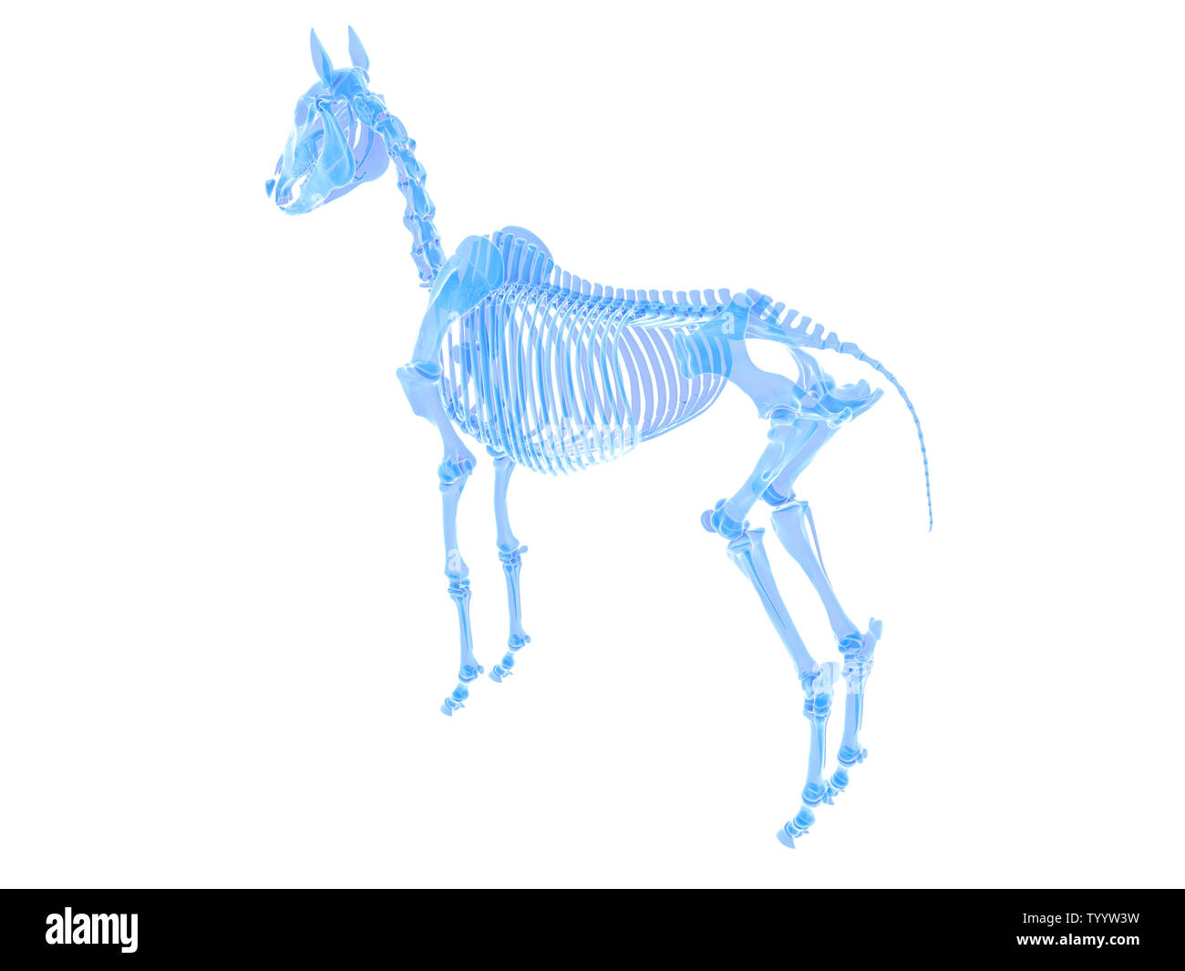 3D-gerenderte Medizinisch genaue Abbildung eines Pferdes Skelett Stockfoto