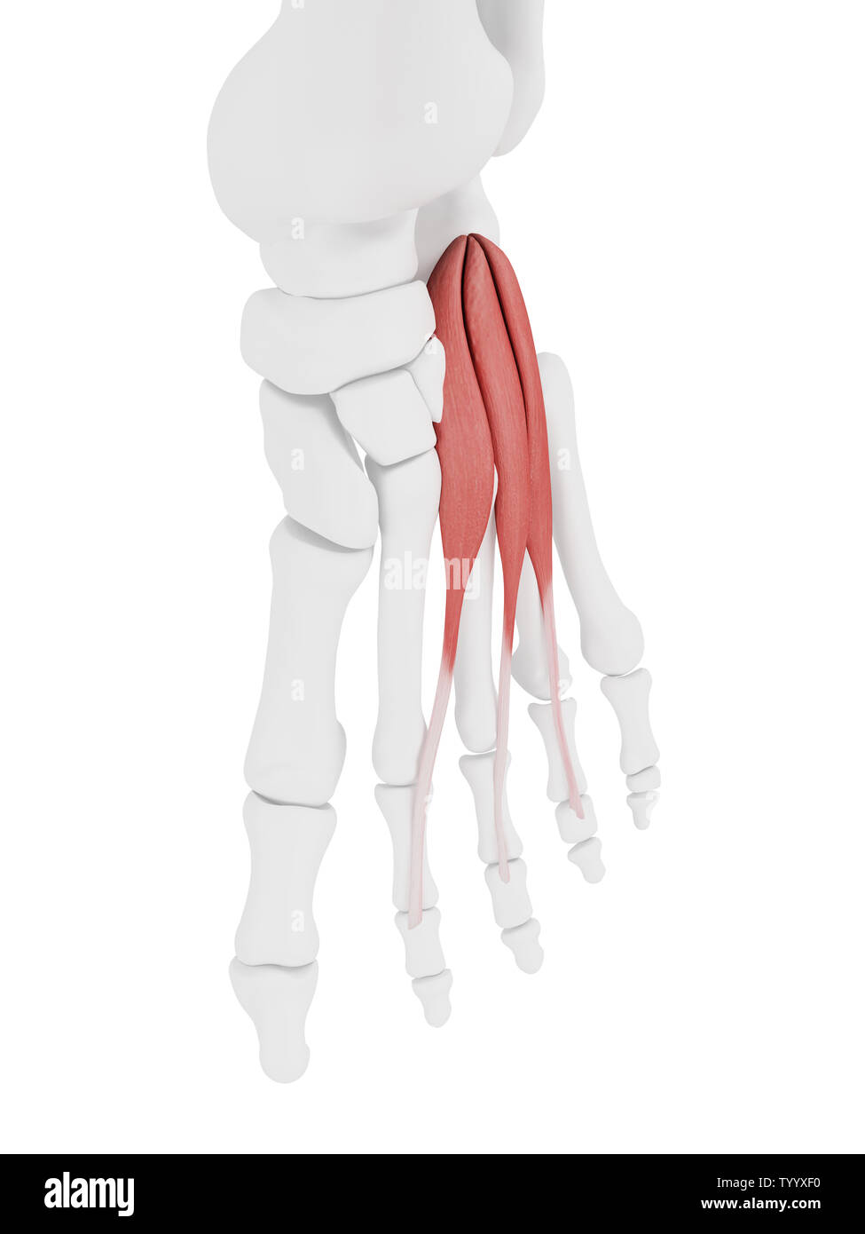 3D-gerenderte Medizinisch genaue Abbildung der Extensor Digitorum Brevis Stockfoto