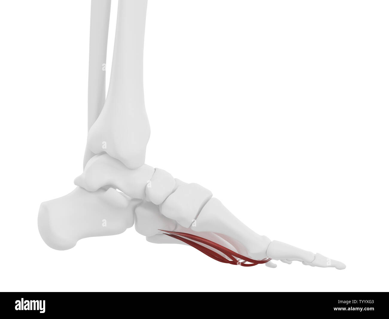 3D-gerenderte medizinisch genauen Abbildung des Lumbrical Muskeln Stockfoto