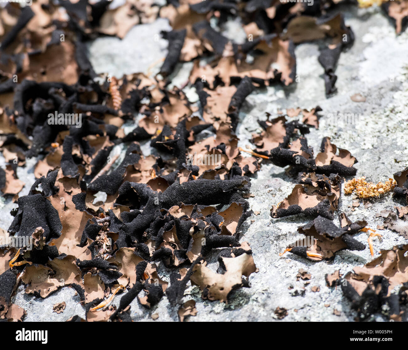 Braun und schwarz Blätterteig Pilz auf Felsen hautnah Stockfoto