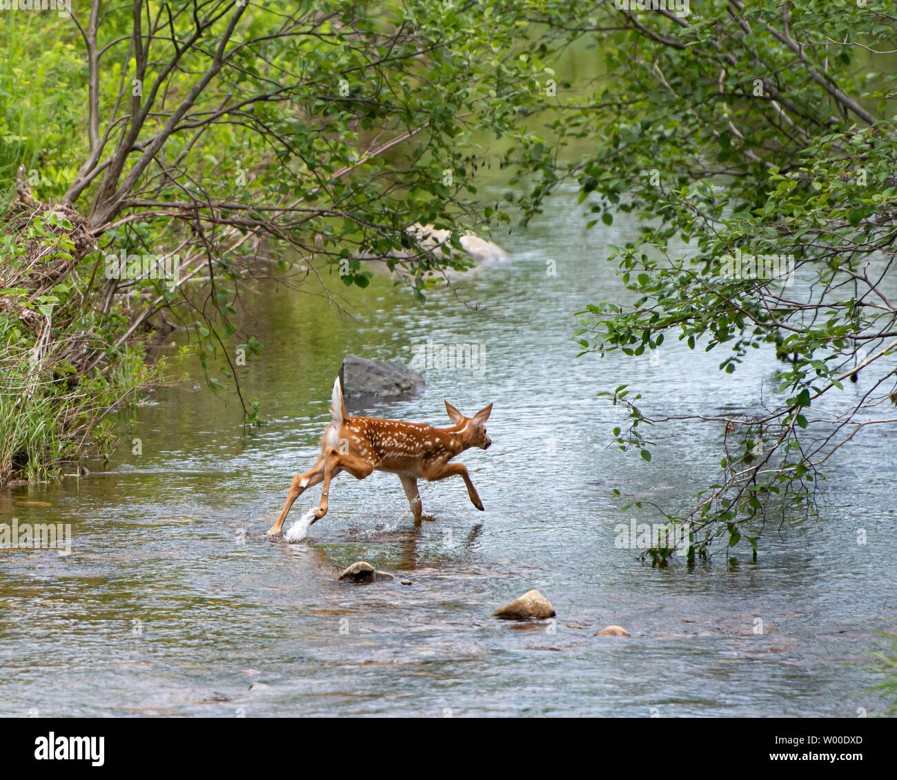 Ein whitetail deer Fawn, Odocoileus virginianus, durch das Wasser in einem kleinen Bach in den Adirondack Mountains springen, NY, USA Stockfoto