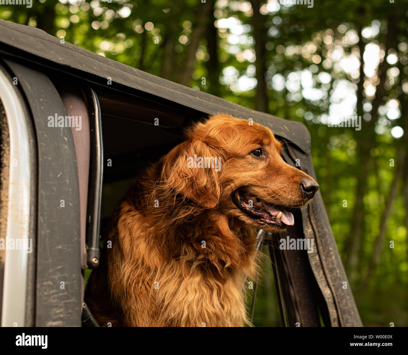 Ein schöner Golden Retriever Hund aus der Rückseite eines Fahrzeugs auf einem Wilderness Road in den Adirondack Mountains hängend, NY, USA, schauen und lächeln. Stockfoto