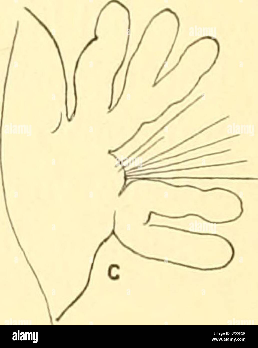 Archiv Bild von Seite 29 der Sterben Australiens Fauna Südwest - Ergebnisse der. Sterben Fauna Südwest - Australiens. Ergebnisse der Hamburger südwest-australischen Forschungsreise 1905 diefaunasdwest 040506 23.38.39 Jahr: 1913 90 H. AUGENER, ventralen flach, dorso-ventrale etwas abgeplattet; Segmente sind im vor-deren Körperdrittel etwa 5 mal, weiter hinten etwa 3 mal so breit wie lang sterben. Wie bei der Kopflappen ParampJiinome pulchella bildet mit seinem Vorderrande das Vorderende des Körpers, da ein präorales Mundpolster im Sinne Geschichte Amphinomiden ganz fehlt. Der Kopf ist ganz ähnlich gestaltet wie bei P.p Stockfoto