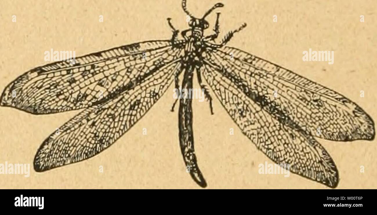 Archiv Bild von Seite 45 der Sterben forstinsekten Mitteleuropas ein Lehr-. Sterben forstinsekten Mitteleuropas. Ein Lehr- und Handbuch dieforstinsekten 02 esch Jahr: 1914 B ABB. 25. Myrmeleo formicarius L. EINE Dove ("ameisenlöwe") Vergr., B Imago ("Landhbelle''). oder dadurch befördert, dass der Ameisenlöwe Sand und Steinchen in die Höhe schleudert, welche das Opfer treffen und es beim Herabrollen mitreißen, oft auch Partien der Trichterwand zum Herabgleiten bringen. Das Herabstürzende Opfer wird sofort von den zu-sammenklappenden Mandibeln der räuberischen Dove erfaßt und Ausgesaugt; sterben leeren Hül Stockfoto