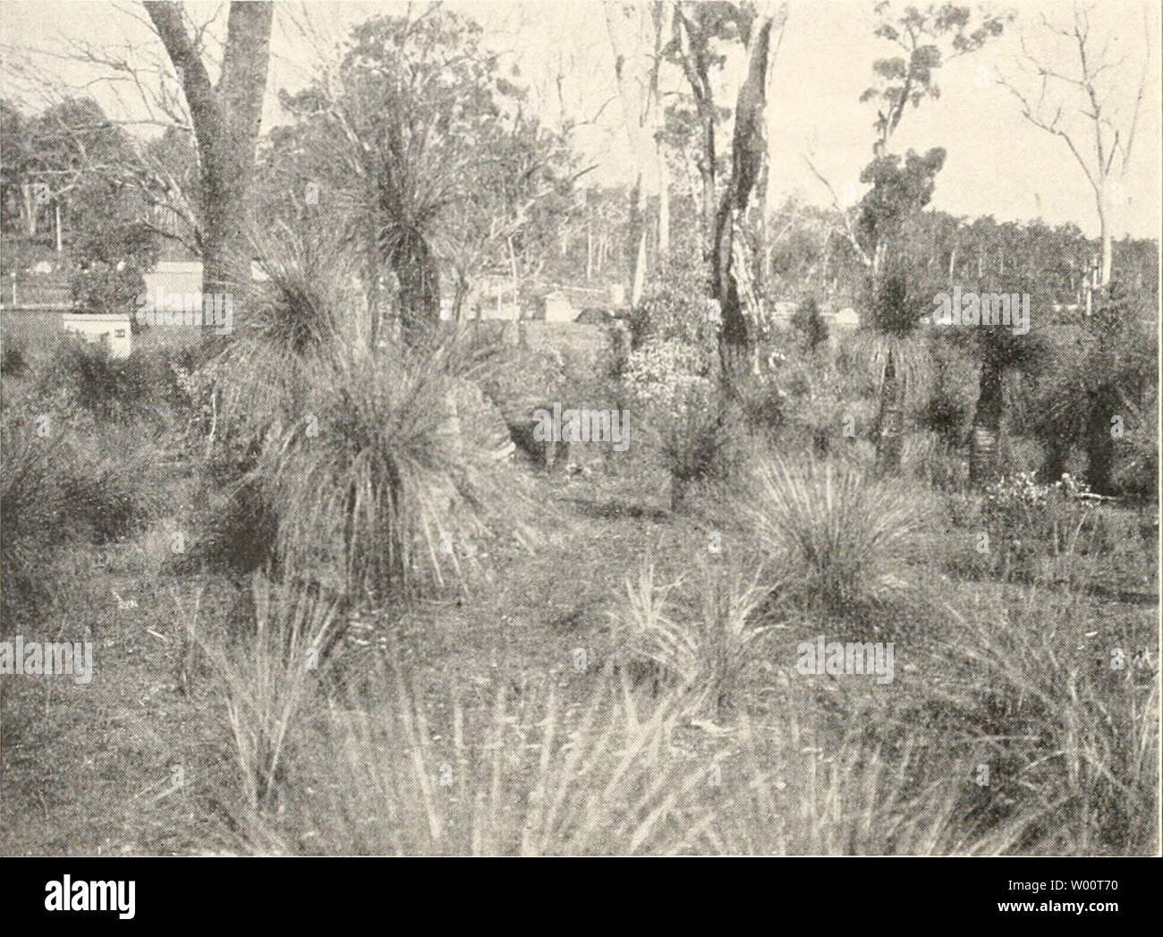 Archiv Bild von Seite 45 der Sterben Australiens Fauna Südwest - Ergebnisse der. Sterben Fauna Südwest - Australiens. Ergebnisse der Hamburger südwest-australischen Forschungsreise 1905 diefaunasdwest 0101 23.38.39 Jahr: 1907 36 W. Michaelsen, ursprüngliche Wald entsteht wieder aus der Asche, nein, eine ganz andere Vegetationsform, die Grassteppe. Für den Wald ist solch ein brandgebiet endgültig verloren. Ganz anders die Wald- und Buschbrände in Australien. Beobachtet haben wir allerdings hier nur ganz kleine Waldfeuer; wir waren hier ja 5/6 der feuchten Winterszeit; aber frisch abgebrannte Partien haben Stockfoto